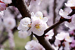 鲜花
