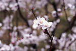 鲜花