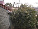 竹园一角