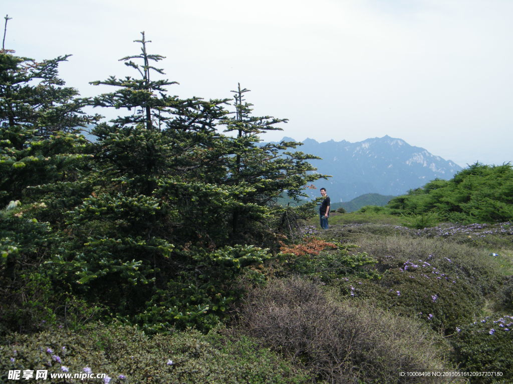 秦岭松