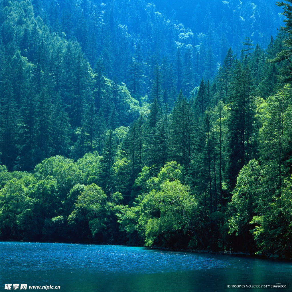 湖泊 树木