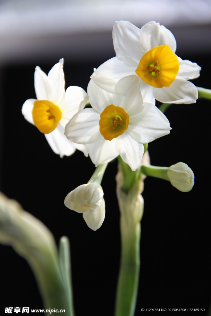 水仙花