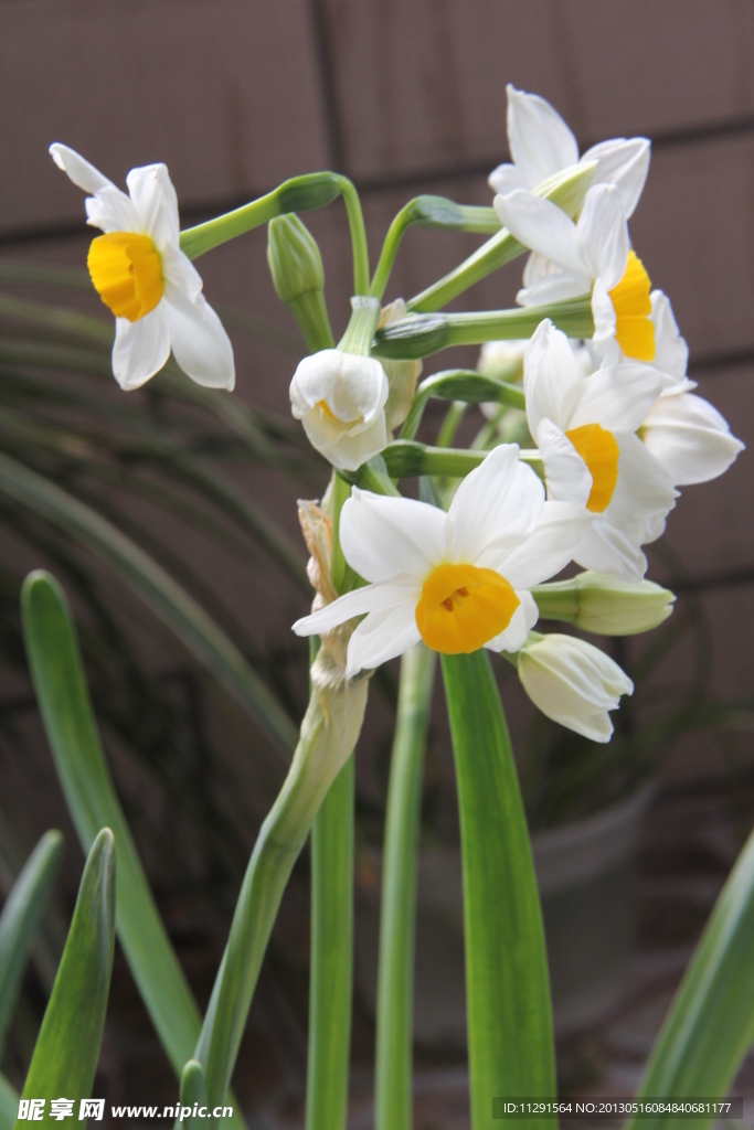 水仙花