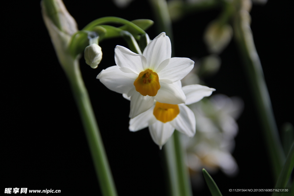 水仙花