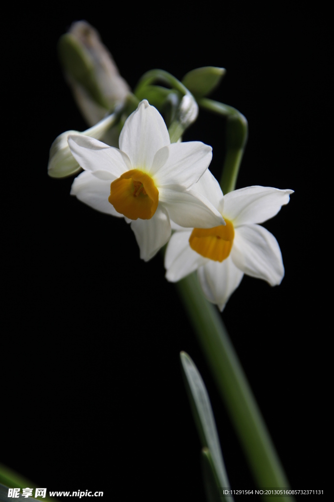 水仙花