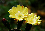 仙人掌花