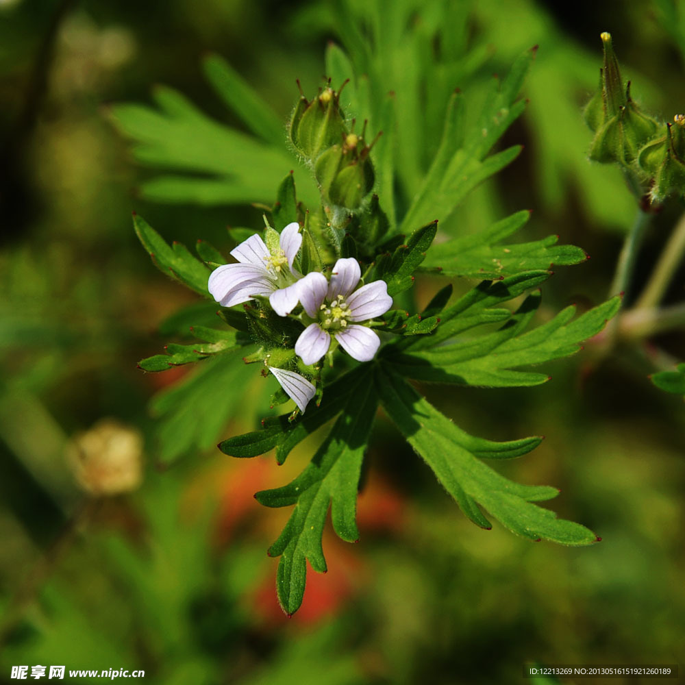 小白花