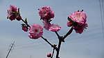 桃花系列