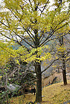 银杏树
