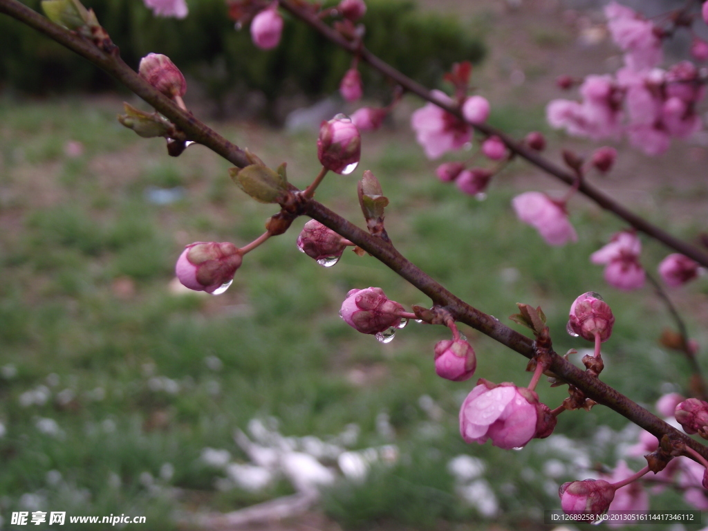 鲜花 樱花