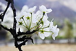 梨花