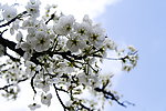 梨花