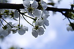 梨花