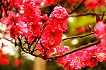 红色花