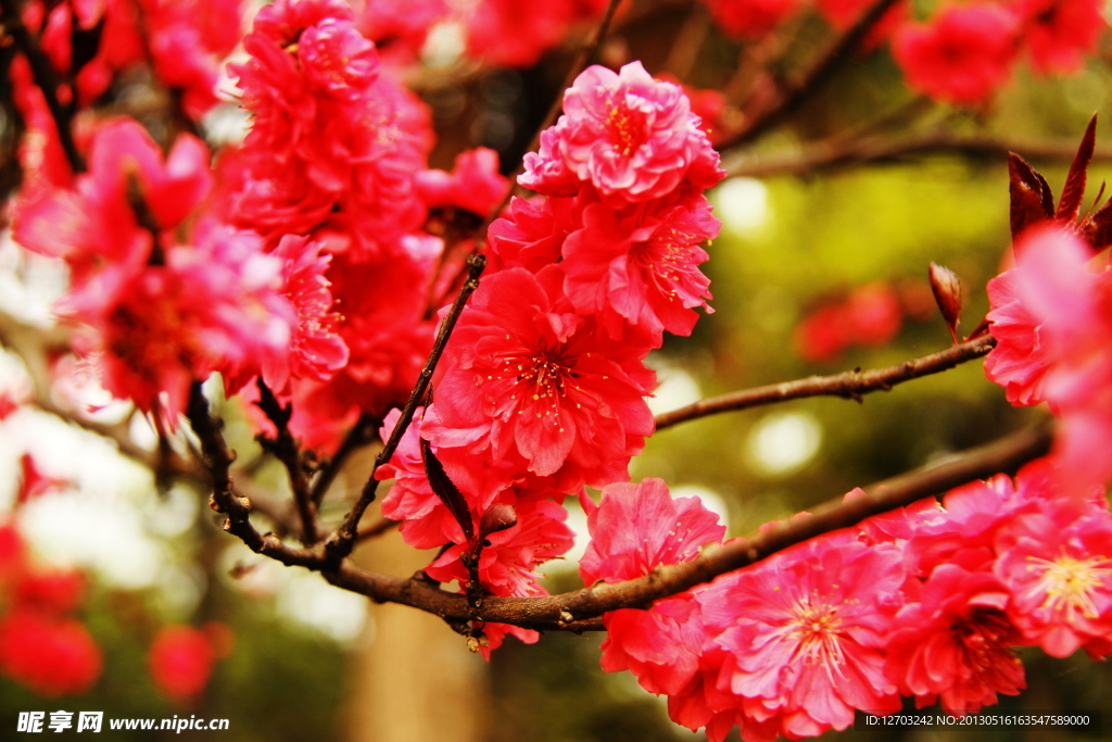 红色花