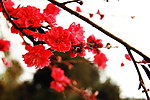 红花