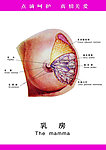 医学挂图 乳房