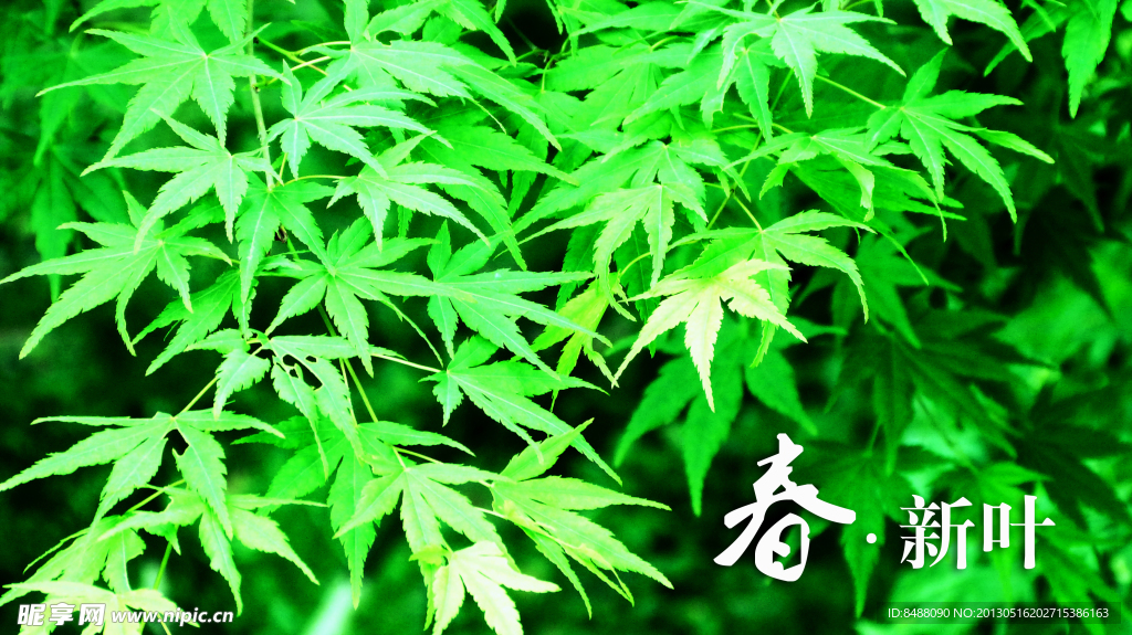 春天 枫叶
