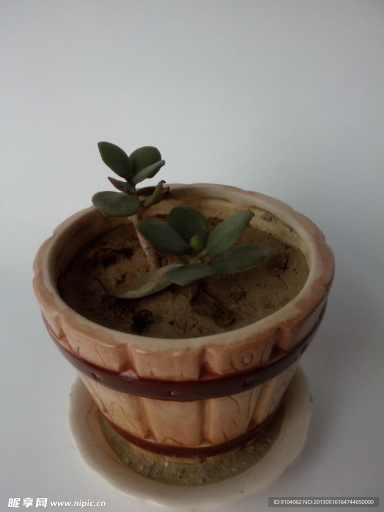 盆栽植物