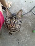 猫咪