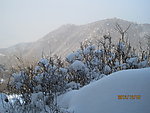 雪后山坡雪球花