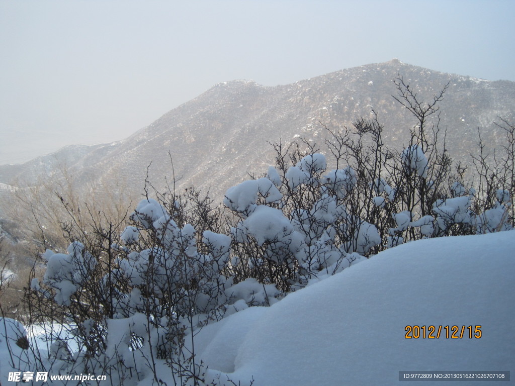 雪后山坡雪球花