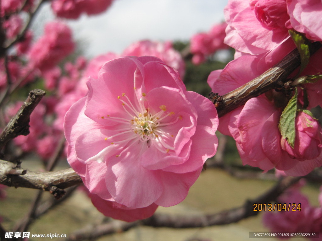 桃花