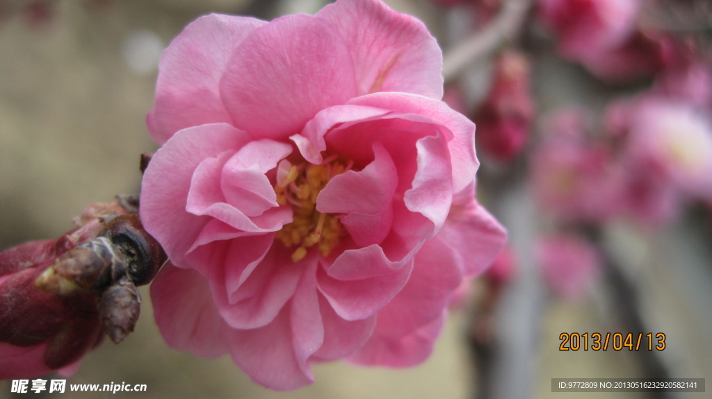 桃花 花枝