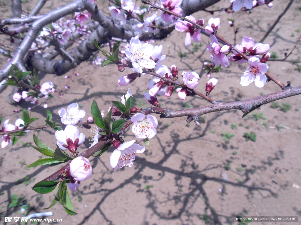 桃花