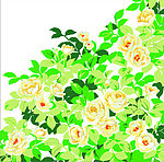 花纹