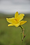 黄花