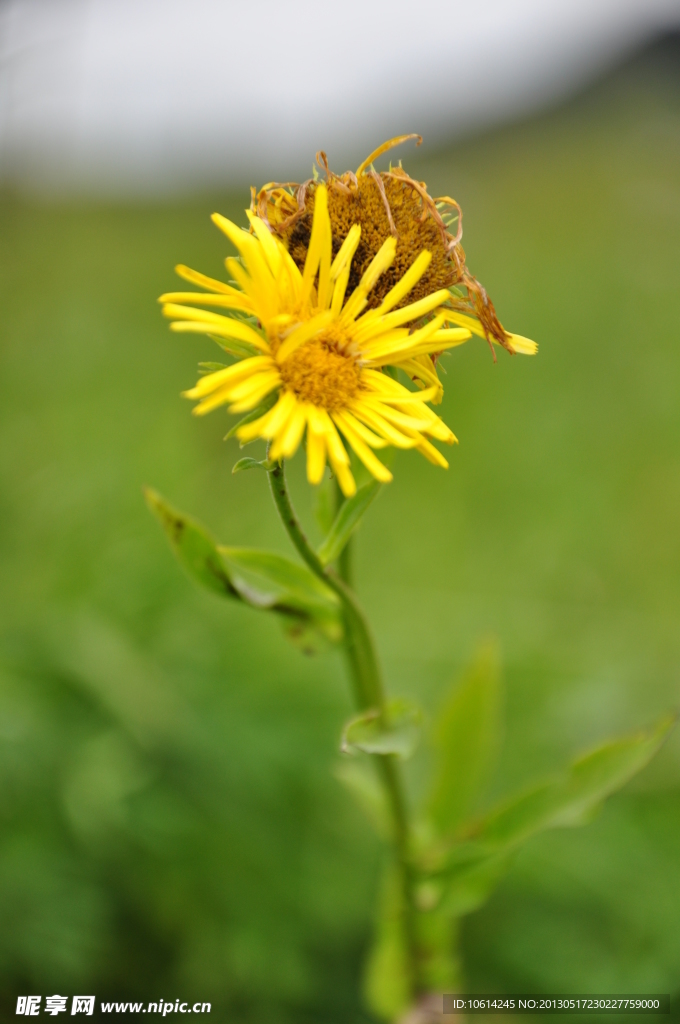 菊花