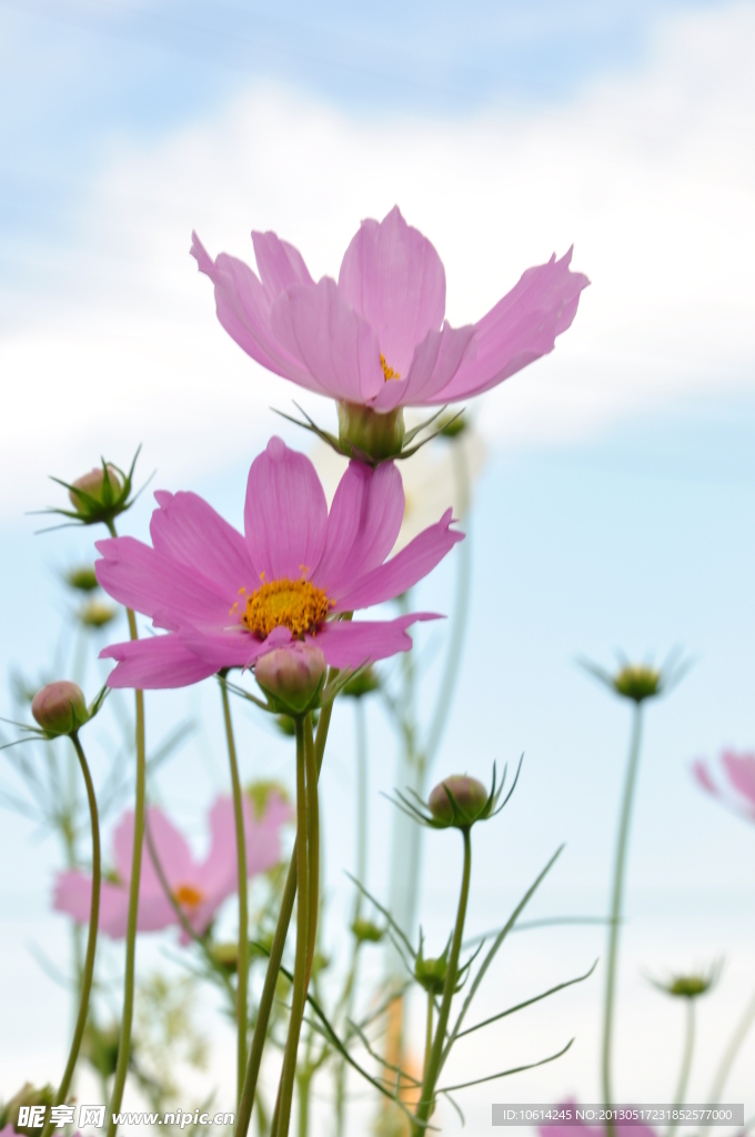 格桑花