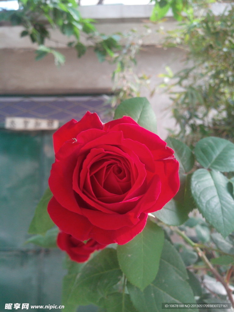 月季花