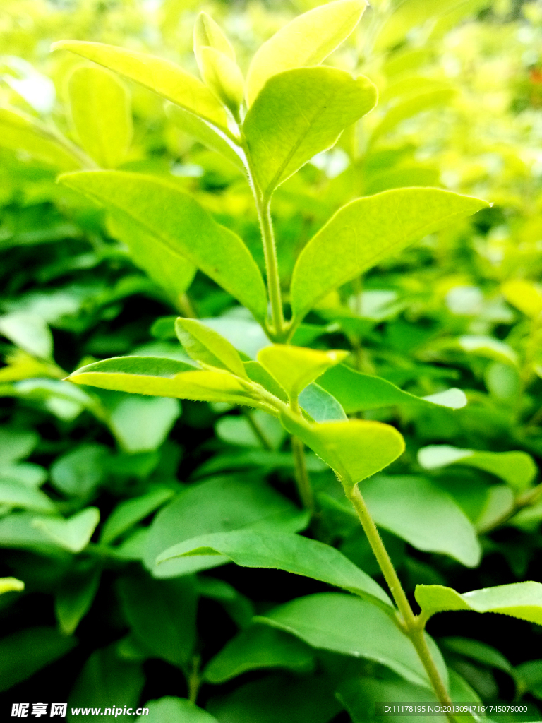 绿色植物背景