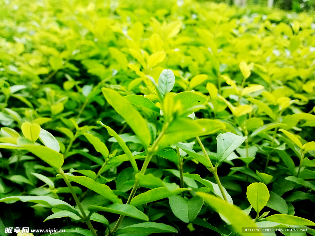 植物背景 一片绿