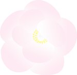 牡丹花