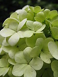 绿色植物