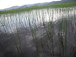 湿地