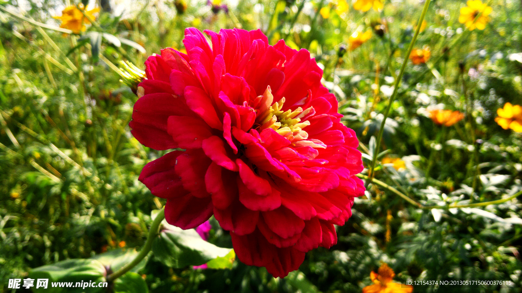 月季花 红花