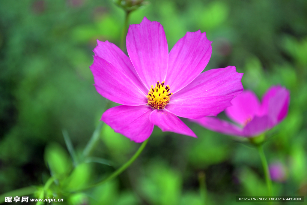 紫兰花