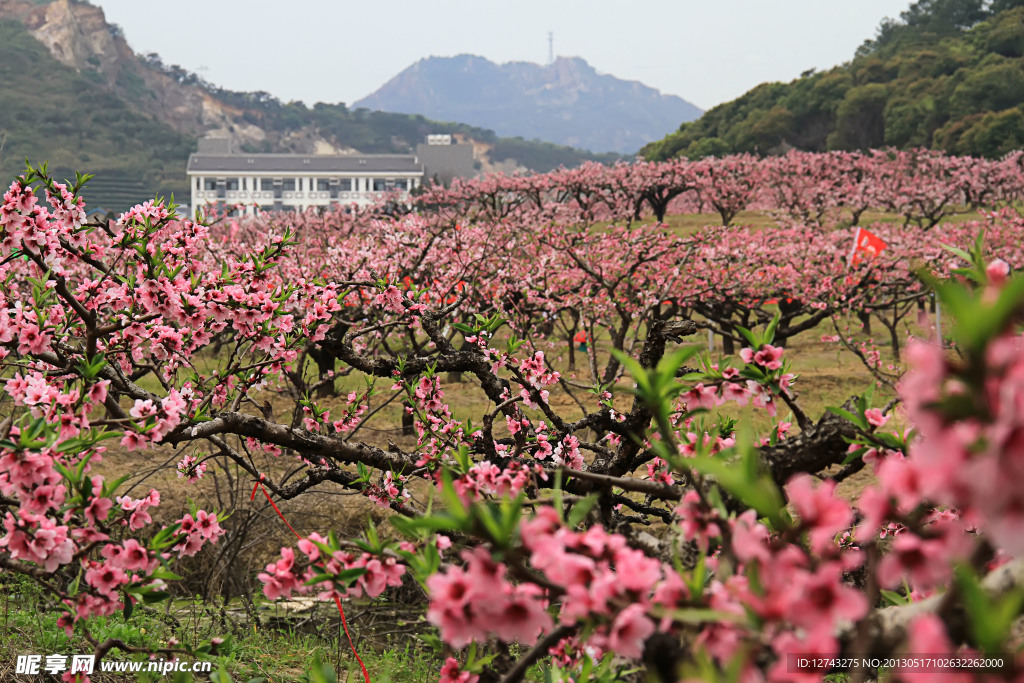 桃花