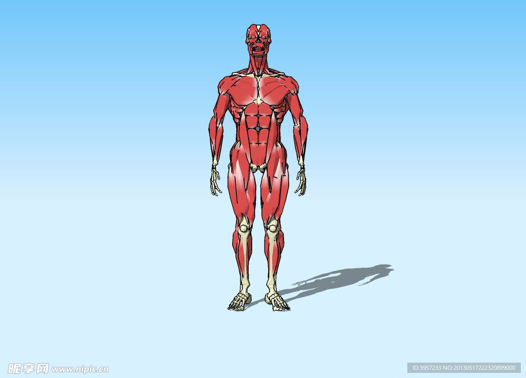 肌肉3D模型