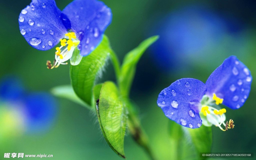 情侣花