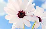 情侣花