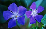 情侣花