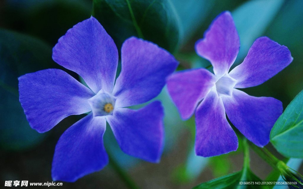 情侣花