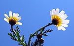 情侣花
