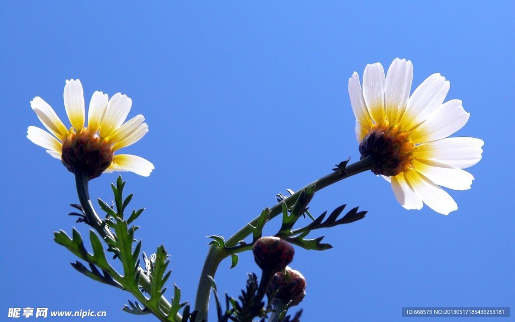 情侣花