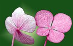 情侣花